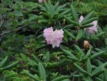 DSC_0009Bﾊｸｻﾝｼｬｸﾅｹﾞ