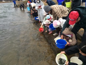 サケの稚魚放流体験会