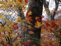 DSC00605A