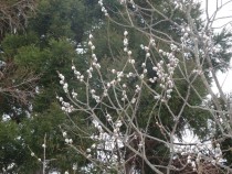 DSC00946A