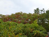 DSC03235A