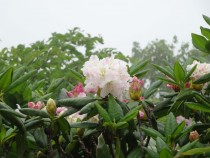 DSC03568