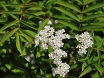 DSC_0056A