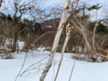 IMG_7432