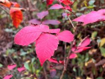 IMG_8202