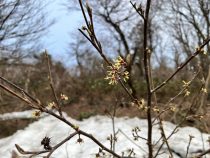IMG_8577