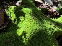 IMG_9358