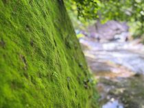 IMG_E8075